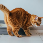 GATO Espacio Mascotero Problemas Renales
